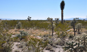 Chihuahua Cool Desert